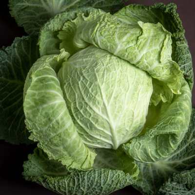Cabbage